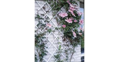 Nature tuinlatwerk 100x200 cm pvc wit 6040703