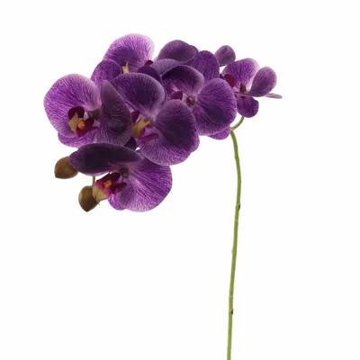 Pure Royal kunsttak phalaenopsis 60cm paars