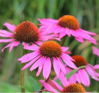 Echinacea Purpurea Magnus bloembol JUB 1 stuks - Jub