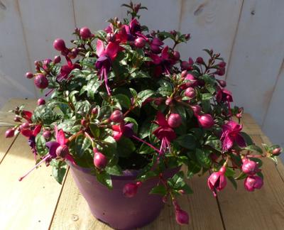 Fuchsia in grote pot donker roze varianten Warentuin Natuurlijk - Warentuin natuurlijk