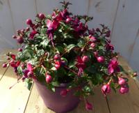 Fuchsia in grote pot donker roze varianten Warentuin Natuurlijk - Warentuin natuurlijk - thumbnail