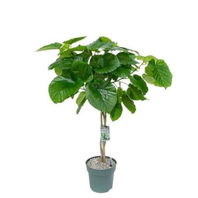 Ficus Umbellata Twisted Stem Potmaat 27 H120-130 kamerplant Beautanic Lifestyle - Beautanic lifestyle Ficus Umbellata Twisted Stem Potmaat 27 H120-130 kamerplant Beautanic Lifestyle - Beautanic lifestyle
