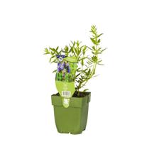Hyssopus officinalis kruid Griffioen - Griffioen - thumbnail