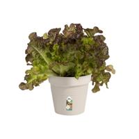 Elho Green Basics Kweekpot Mild Terra Ø13cm - thumbnail