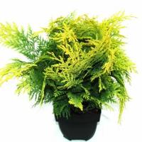 Schijncipres (Chamaecyparis lawsoniana "Stardust") conifeer - thumbnail