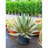 Agave triangularis L kamerplant - thumbnail