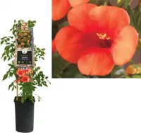 Klimplant Oranje Trompetbloem - Campsis Madame Galen - thumbnail
