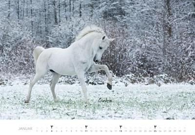 Pferde Kalender 2026 Wandkalender: Der Tierkalender mit den charmanten Namen Pferde Fohlen Stuten Naturkalender
