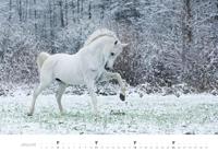 Paarden Kalender 2026 Groot - thumbnail