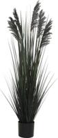 Siergras in pot 122 cm zwart Hortus - Hortus - thumbnail