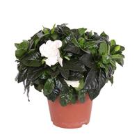 Kaapse Jasmijn (Witte Gardenia Jasminoides) P 17 cm - thumbnail