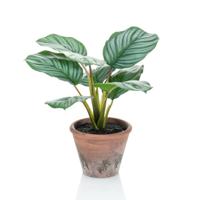 Emerald kunstplant in pot terra calathea orbifolia 32 cm - thumbnail