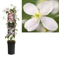 Klimplant Clematis montana Fragrant Spring - Roze Bosrank - thumbnail