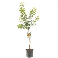 Abrikoos Prunus armeniaca tros oranje - thumbnail