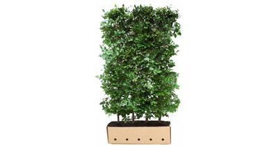 Kant & klaar haag Fagus sylvatica 80 x 100 cm breed Groene beuk Quickhedge - Quickhedge