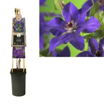 Klimplant Clematis The President 75 cm Bosrank Van der Starre - Van der starre