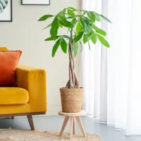 Pachira Aquatica - Geldboom - P19 - thumbnail