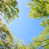 Wolkenplafond Acrylplaat 60x60 cm met Boomprint - thumbnail