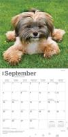 Shih Tzu Kalender 2026 - thumbnail