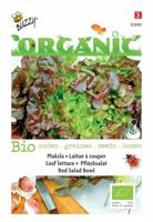 Zaden Organic Pluksla Red Salad Bowl (BIO) Buzzy - Buzzy - thumbnail