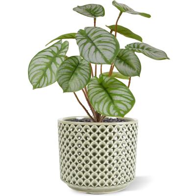 Pepperomia kunstplant RT 25cm Pepperomia kunstplant RT 25cm