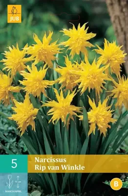 Narcis Rip van Winkle 5 bollen