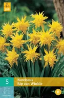 Narcis Rip van Winkle 5 bollen - thumbnail