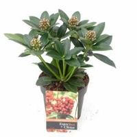 Skimmia (Skimmia Japonica “Olympic Flame”) heester - 20+ cm (P13) - 8 stuks - thumbnail