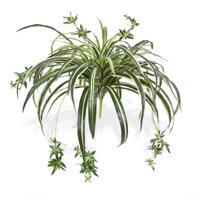 Chlorophytum Kunsthangplant 50cm - thumbnail