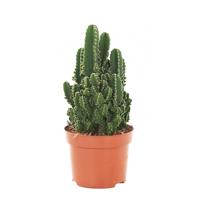 Cereus Peruvianus Florida - P 9 cm - thumbnail