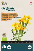 Biologische Tagetes Lucida, Mexicaanse dragon - thumbnail