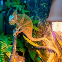 UVB compacte fluorescentielamp voor terrarium - EXO TERRA - Reptiel UVB 100 - Tropisch en subtropisch klimaat 26W - thumbnail