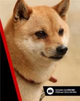 Canon RF 75-300mm f/4-5.6 - thumbnail