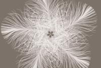 Komar Home; Komar Colours Fotobehang Federstern - XXL4-006 - thumbnail