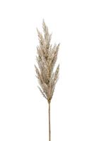 Pampas grass spray cream 92 cm kunstplant Emerald - Emerald - thumbnail