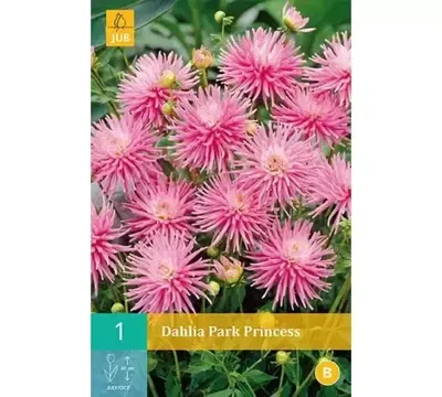 Dahlia park princess