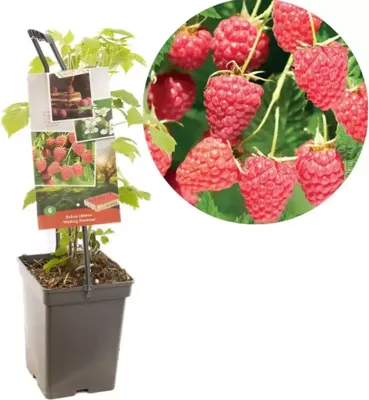 Zomerframboos (rubus idaeus "Malling Promise") fruitplanten - In 5 liter pot - 1 stuks Zomerframboos (rubus idaeus "Malling Promise") fruitplanten - In 5 liter pot - 1 stuks