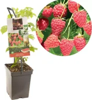 Zomerframboos (rubus idaeus "Malling Promise") fruitplanten - In 5 liter pot - 1 stuks - thumbnail