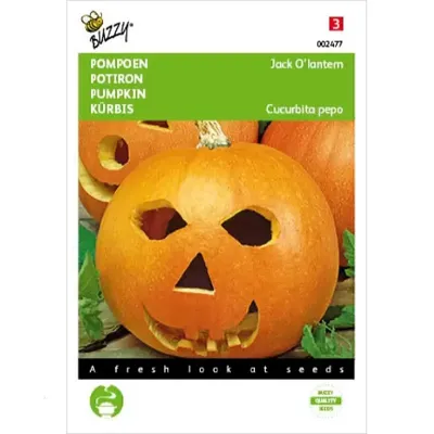 Zaden Pompoenen Jack O'Lantern (Cucub.Pepo) Buzzy - Buzzy