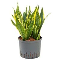 Sansevieria futura superba L hydrocultuur plant - thumbnail
