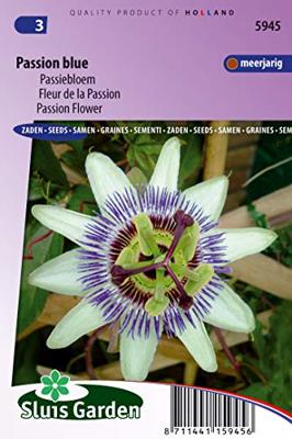 Passiflora Coerulea zaden Passion Blue passiebloem - thumbnail