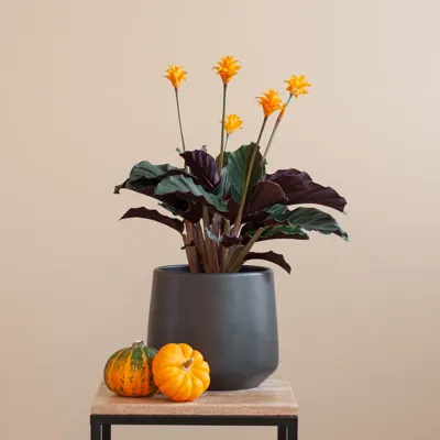 Calathea Crocata - Eeuwige Vlam - P14