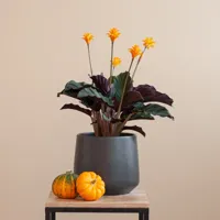 Calathea Crocata - Eeuwige Vlam - P14 - thumbnail