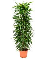Ficus amstel king columnae kamerplant - thumbnail