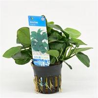 Anubias barteri nana - 6 stuks - aquarium plant - thumbnail