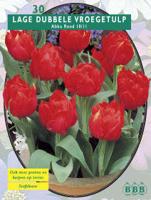 Tulp - thumbnail