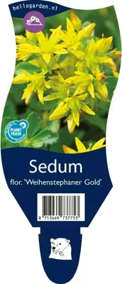 Sedum f. Weihenstephaner Gold vaste plant Griffioen - Griffioen