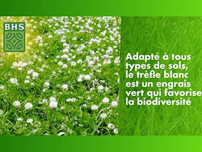 Zaden BHS Trèfle Blanc 500 g