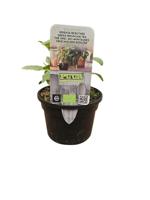 Puur kruiden Sideritis syriaca - Griekse bergthee biologisch - thumbnail