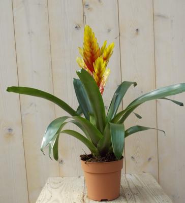 Bromelia Verissa geel/rood 30 cm Warentuin Natuurlijk - Warentuin natuurlijk